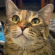 Sweetpea joined the competition — help win amazing prizes! cat, tabby_cat, close_up, whiskers, green_eyes, curious, pet, fur, animal, indoor, portrait, face, mammal, feline, cute, looking_up, ears, nose, soft_focus, domestic_cat