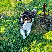 Légend a rejoint le concours — aidez-le/la à gagner de superbes lots ! dog, grass, outdoor, pet, animal, greenery, soccer_ball, plant, sunlight, nature, fur, canine, lawn, looking, relaxed, daytime, shadow, garden, closeup, playful