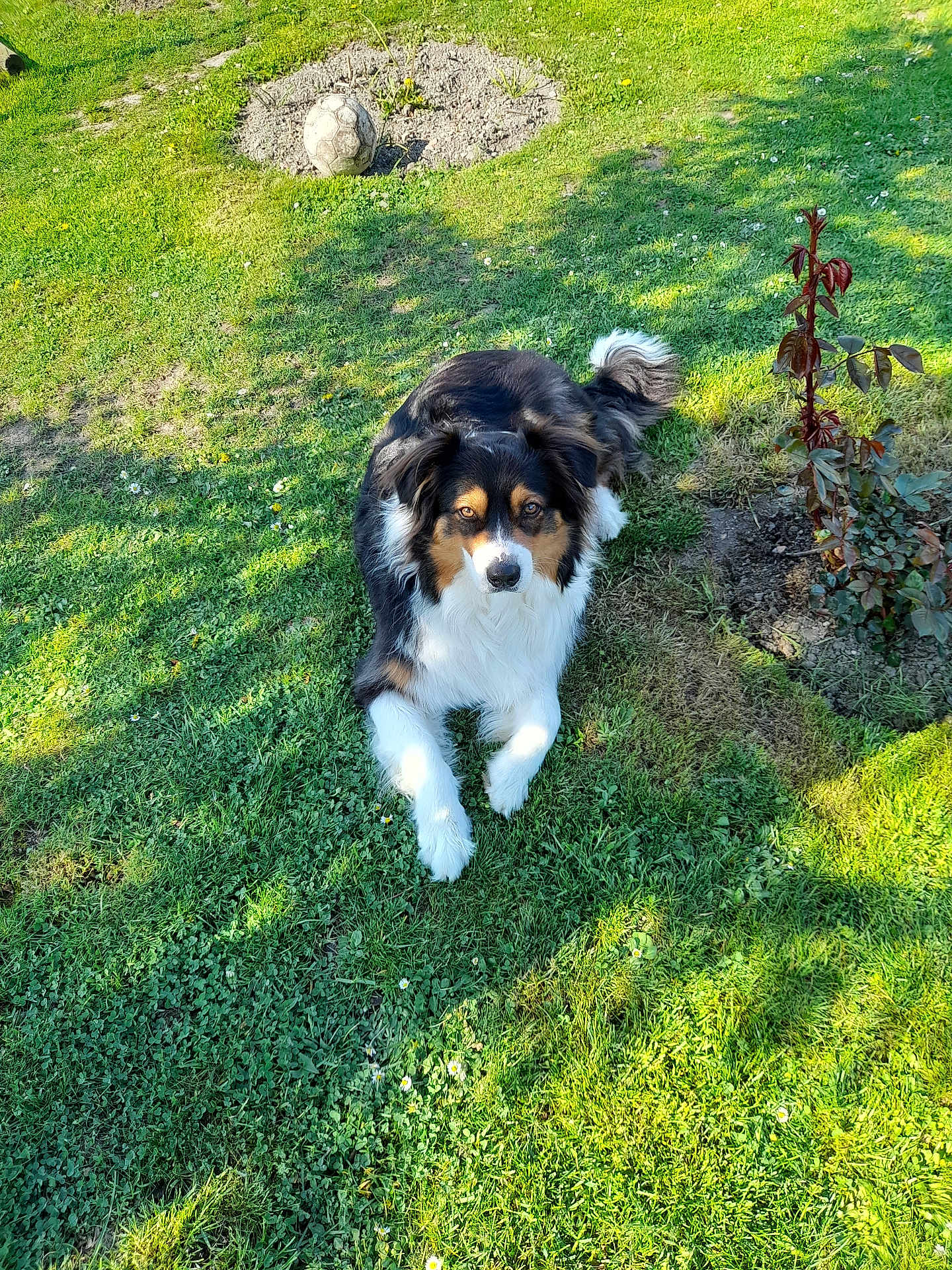 Légend a rejoint le concours — aidez-le/la à gagner de superbes lots ! dog, grass, outdoor, pet, animal, greenery, soccer_ball, plant, sunlight, nature, fur, canine, lawn, looking, relaxed, daytime, shadow, garden, closeup, playful
