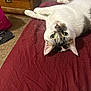 Ricky is registered to the contest to win money with this photo: cat, indoor, pet, feline, animal, lying_down, upside_down, green_eyes, fur, whiskers, bed, red_fabric, carpet, furniture, drawer, shoes, cozy, domestic, cute, relaxed