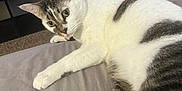 Ricky is registered to the contest to win money with this photo: cat, indoor, bed, feline, white_fur, gray_fur, green_eyes, carpet, shoe_rack, sneakers, storage_bin, relaxed, curious, pet, animal, closeup, domestic, resting, furniture, home