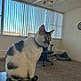 Ricky joined the competition — help win amazing prizes! cat, indoor, carpet, table, remote_control, office_chair, cat_bed, ceiling_fan, window, vertical_blinds, daylight, feline, black_and_white_cat, pet, animal, curious, sitting, cozy_room, quiet, home