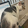 cat, computer, desk, indoor, pet, animal, white, gray, fur, collar, bell, window, blinds, carpet, toy, curious, side_view, feline, domestic_cat, looking_away
