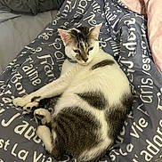 Ricky is registered to the contest to win money with this photo: cat, bed, blanket, text_print, fur, domestic_cat, resting, indoor, pet, animal, white, gray, patterned_fur, cozy, sleepy, relaxed, cute, mammal, paw, collar