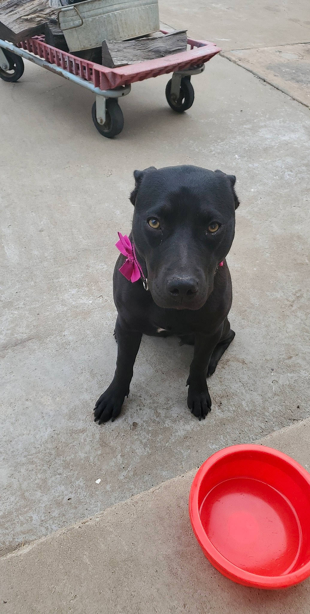 Shadow is registered to the contest to win money with this photo: asphalt, automotive_tire, carnivore, collar, companion_dog, dog, dog_breed, dog_collar, dog_supply, dog_walking, fawn, fender, leash, road_surface, rolling, snout, sporting_group, tire, wheel, working_animal