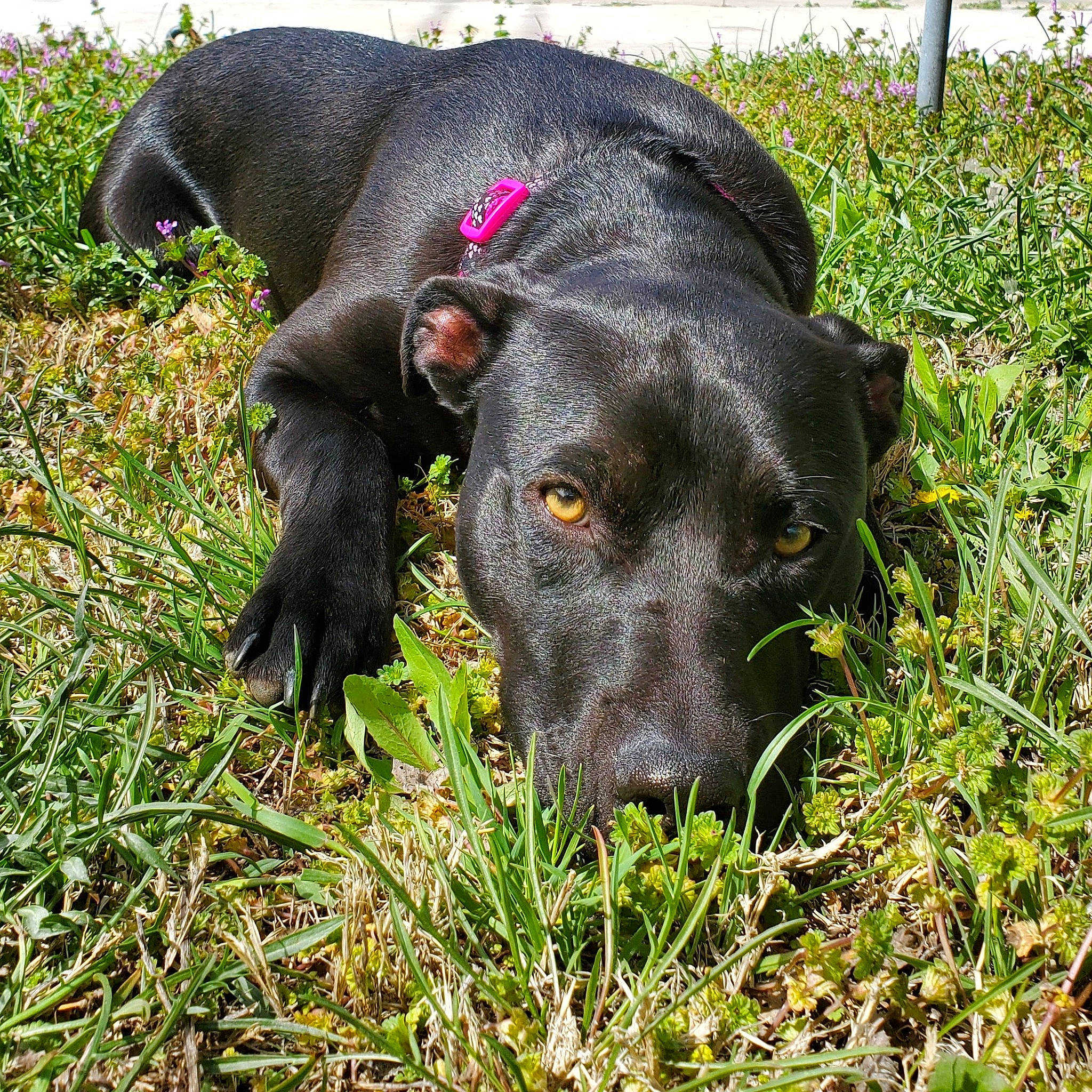 Shadow is registered to the contest to win money with this photo: annual_plant, borador, canidae, carnivore, collar, dog, dog_breed, dog_collar, grass, grassland, groundcover, gun_dog, liver, pasture, plant, shrub, snout, sporting_group, terrestrial_animal, working_animal