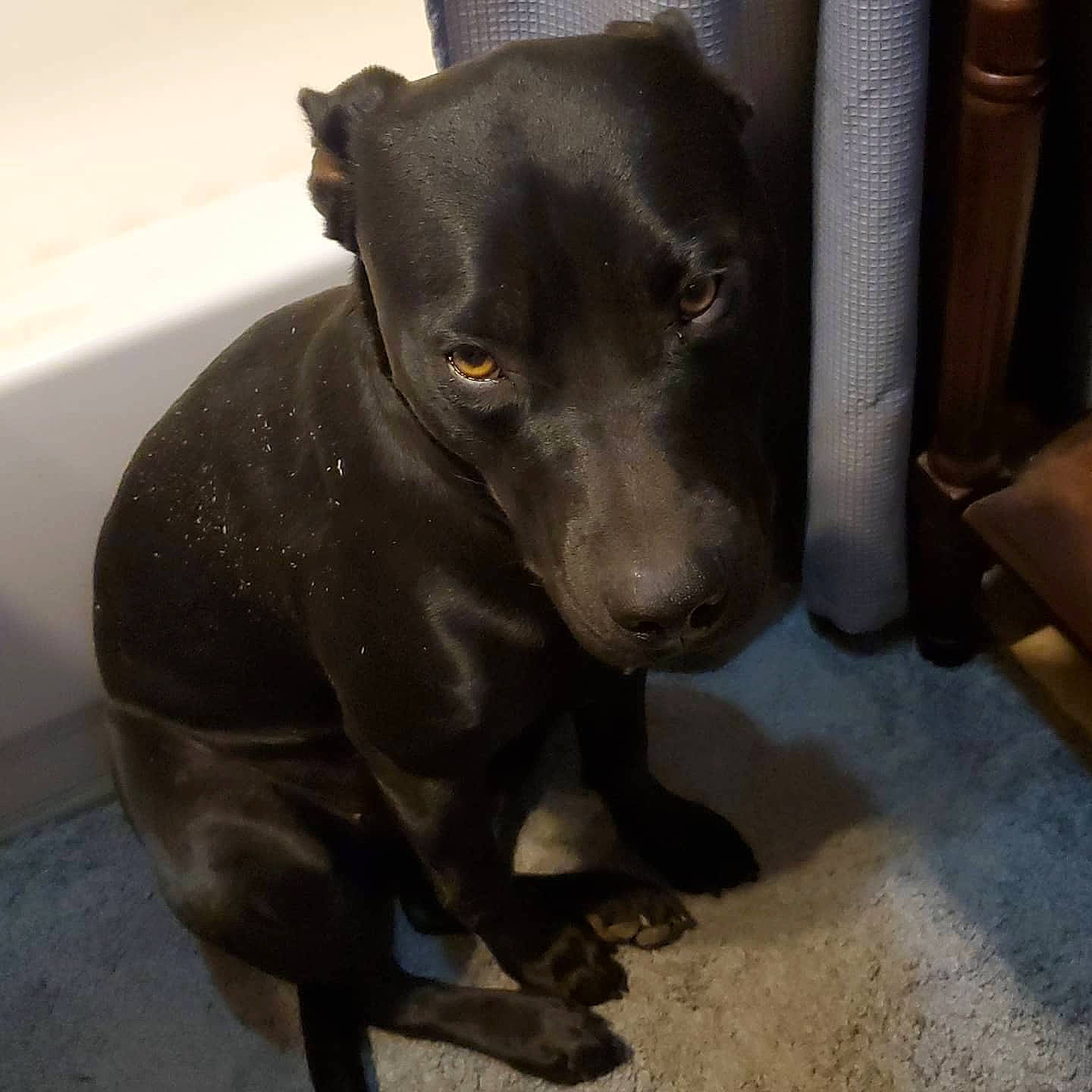 Shadow joined the competition — help win amazing prizes! bathtub, borador, carnivore, companion_dog, dog, dog_breed, dog_collar, ear, eye, fawn, guard_dog, liver, puppy, sculpture, snout, sporting_group, terrestrial_animal, toy_dog, whiskers, working_animal