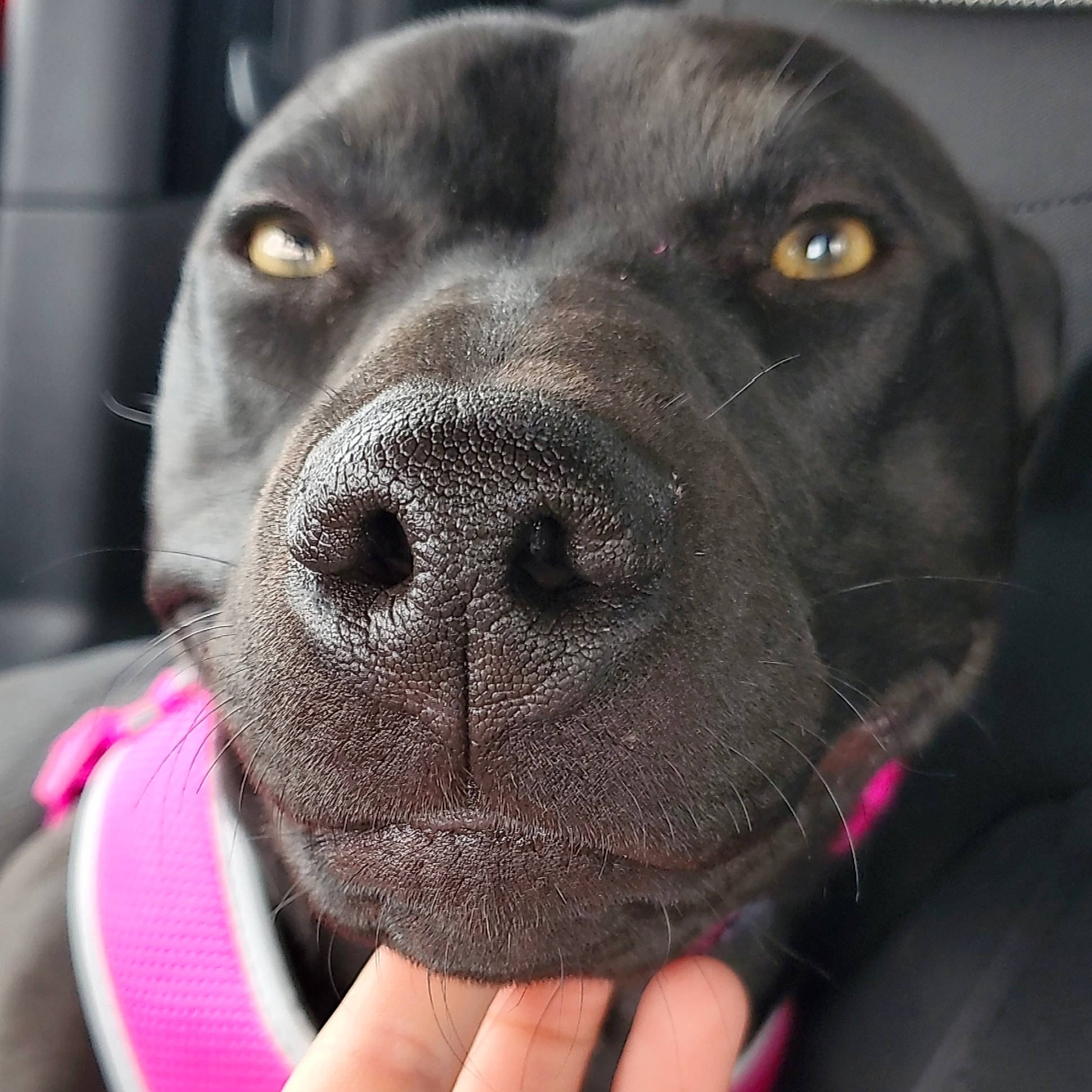 Shadow joined the competition — help win amazing prizes! carnivore, close_up, collar, companion_dog, dog, dog_breed, dog_collar, ear, eye, fur, head, iris, liver, nose, pet_supply, selfie, snout, sporting_group, whiskers, working_animal