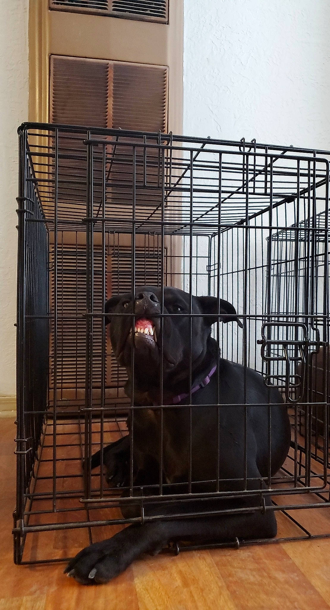 Shadow is registered to the contest to win money with this photo: animal_shelter, bovine, cage, canidae, dairy, fawn, gas, glass, goat, livestock, mammal, mesh, metal, pet_supply, service, snout, steel, terrestrial_animal, wood, working_animal