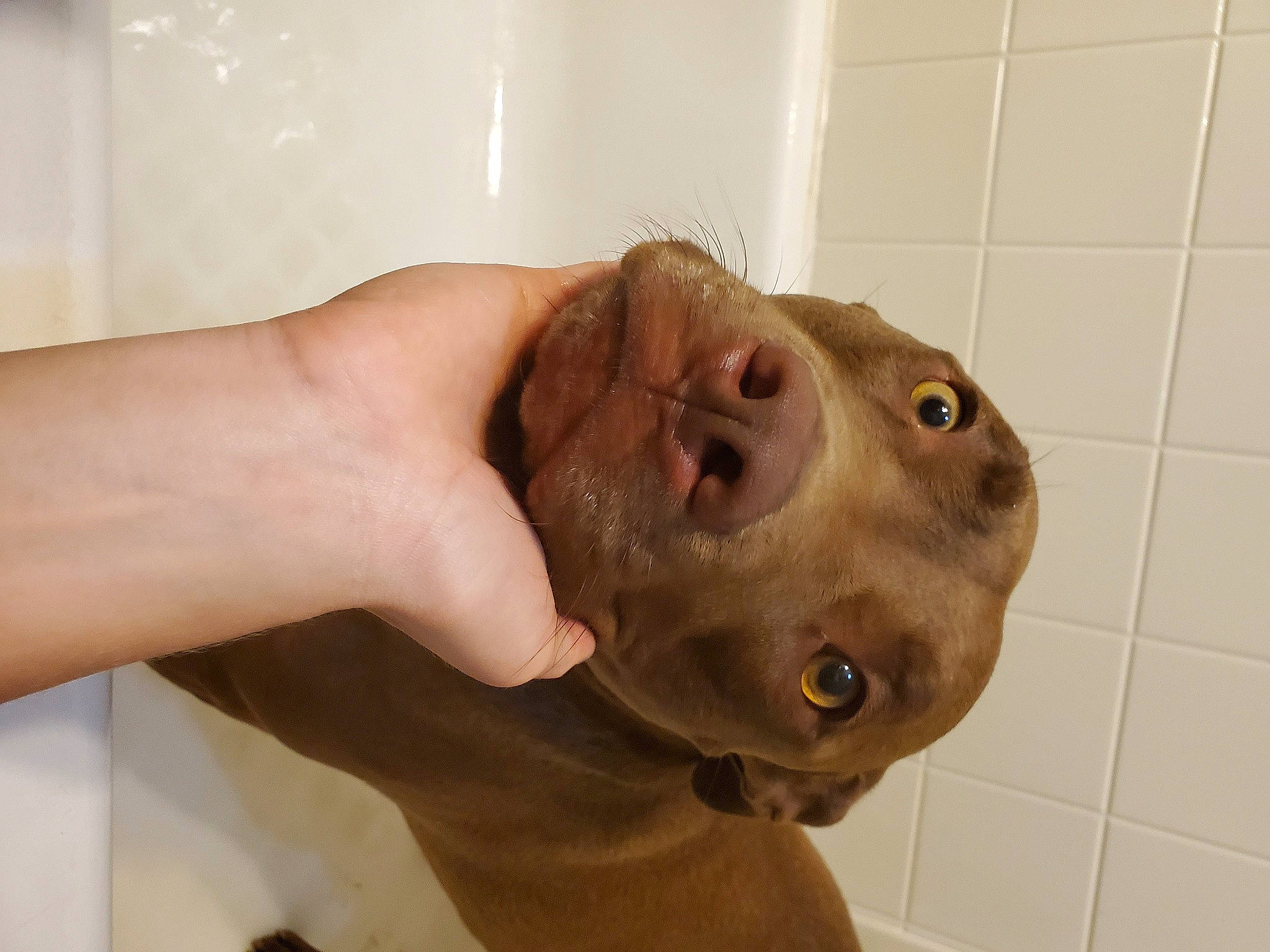 Cayde is registered to the contest to win money with this photo: canidae, carnivore, dog, dog_breed, ear, fawn, fish, flesh, gesture, jaw, liver, musical_instrument, nail, snout, sporting_group, terrestrial_animal, thumb, whiskers, working_animal, wrinkle