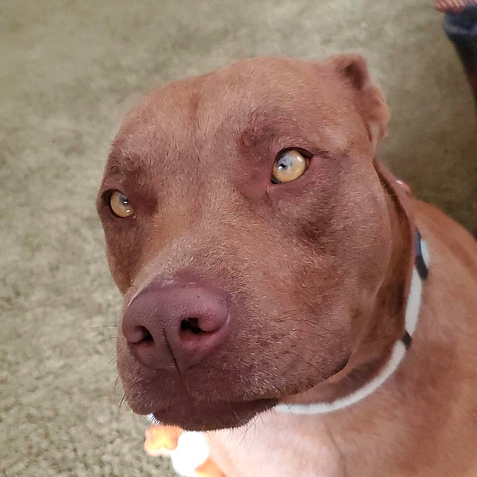 Cayde is registered to the contest to win money with this photo: canidae, carnivore, collar, companion_dog, dog, dog_breed, dog_collar, ear, eye, fawn, fur, iris, jaw, liver, pet_supply, snout, sporting_group, terrestrial_animal, whiskers, working_animal