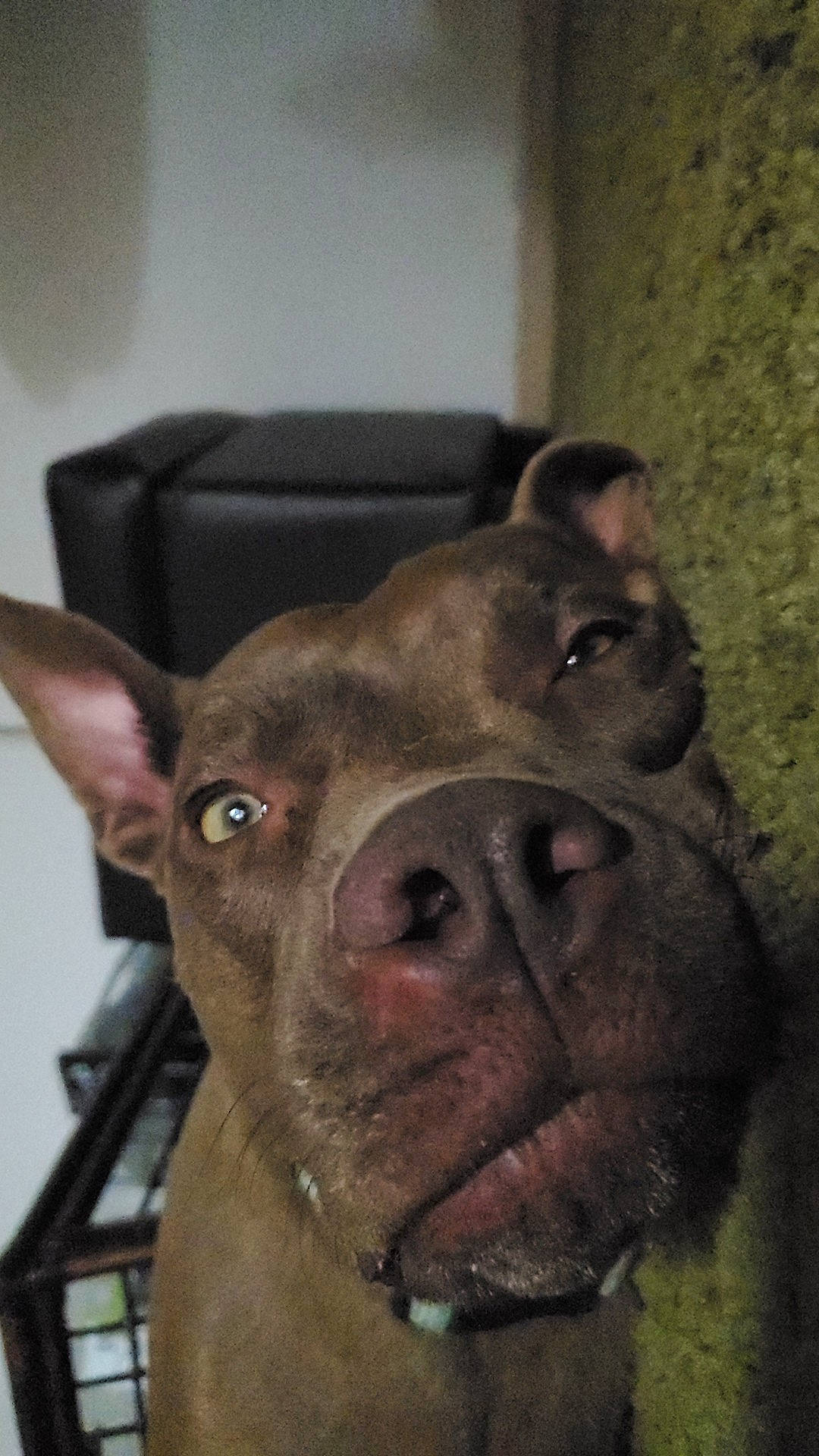 Cayde joined the competition — help win amazing prizes! canidae, carnivore, companion_dog, dog, dog_breed, ear, fawn, fur, guard_dog, jaw, liver, puppy, red_eye_effect, selfie, snout, sporting_group, terrestrial_animal, whiskers, wildlife, working_animal