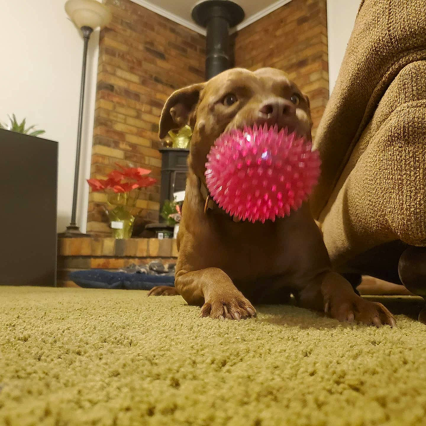 Cayde joined the competition — help win amazing prizes! carnivore, carpet, comfort, companion_dog, dog, dog_breed, fawn, floor, flooring, foot, fur, guard_dog, houseplant, paw, plant, sitting, snout, terrestrial_animal, toy_dog, whiskers