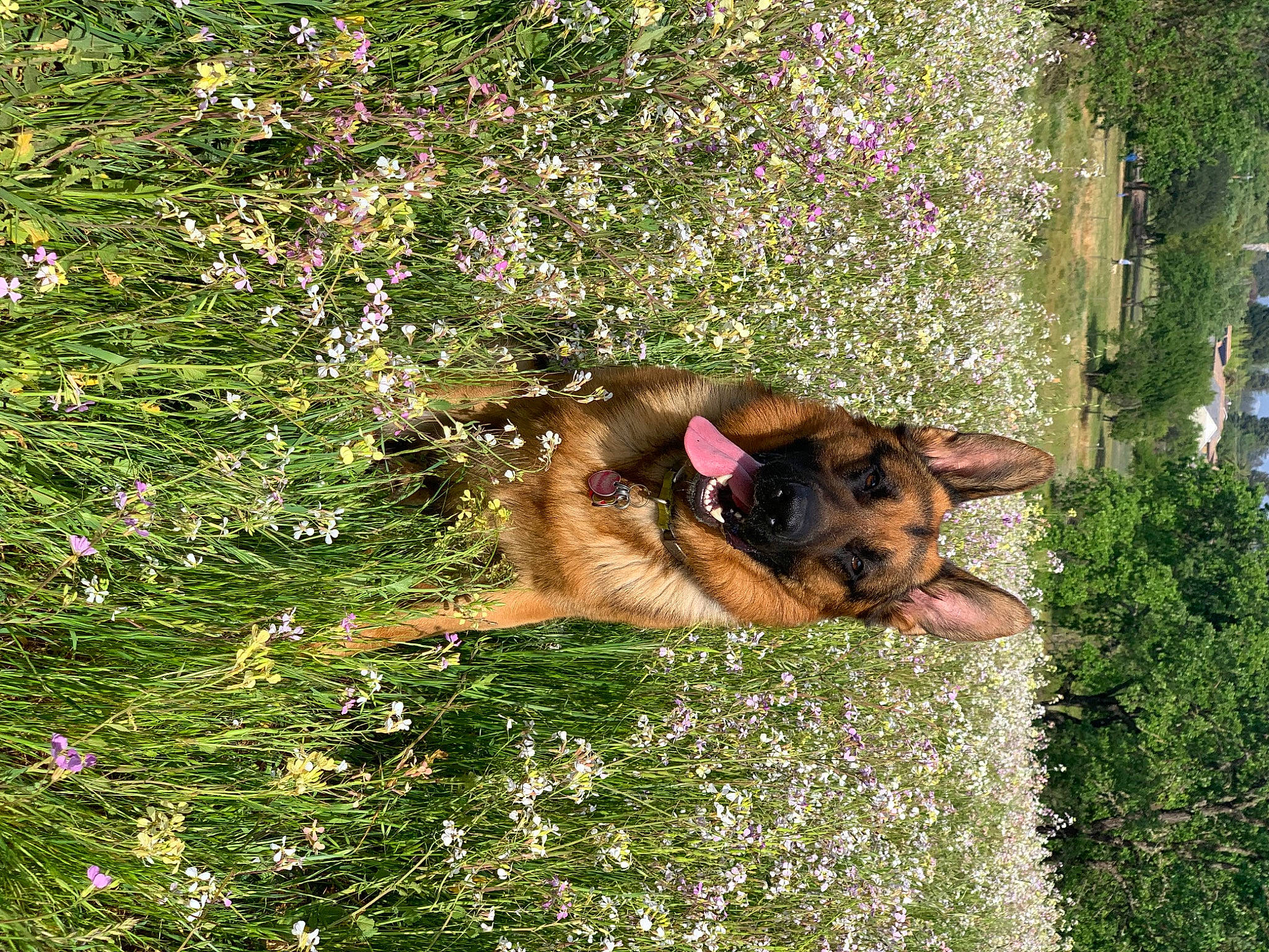 Jäger joined the competition — help win amazing prizes! belgian_shepherd_malinois, canidae, carnivore, collar, companion_dog, dog, dog_breed, east_european_shepherd, fawn, flower, german_shepherd_dog, grass, herbaceous_plant, herding_dog, king_shepherd, old_german_shepherd_dog, plant, shrub, sporting_group, tree