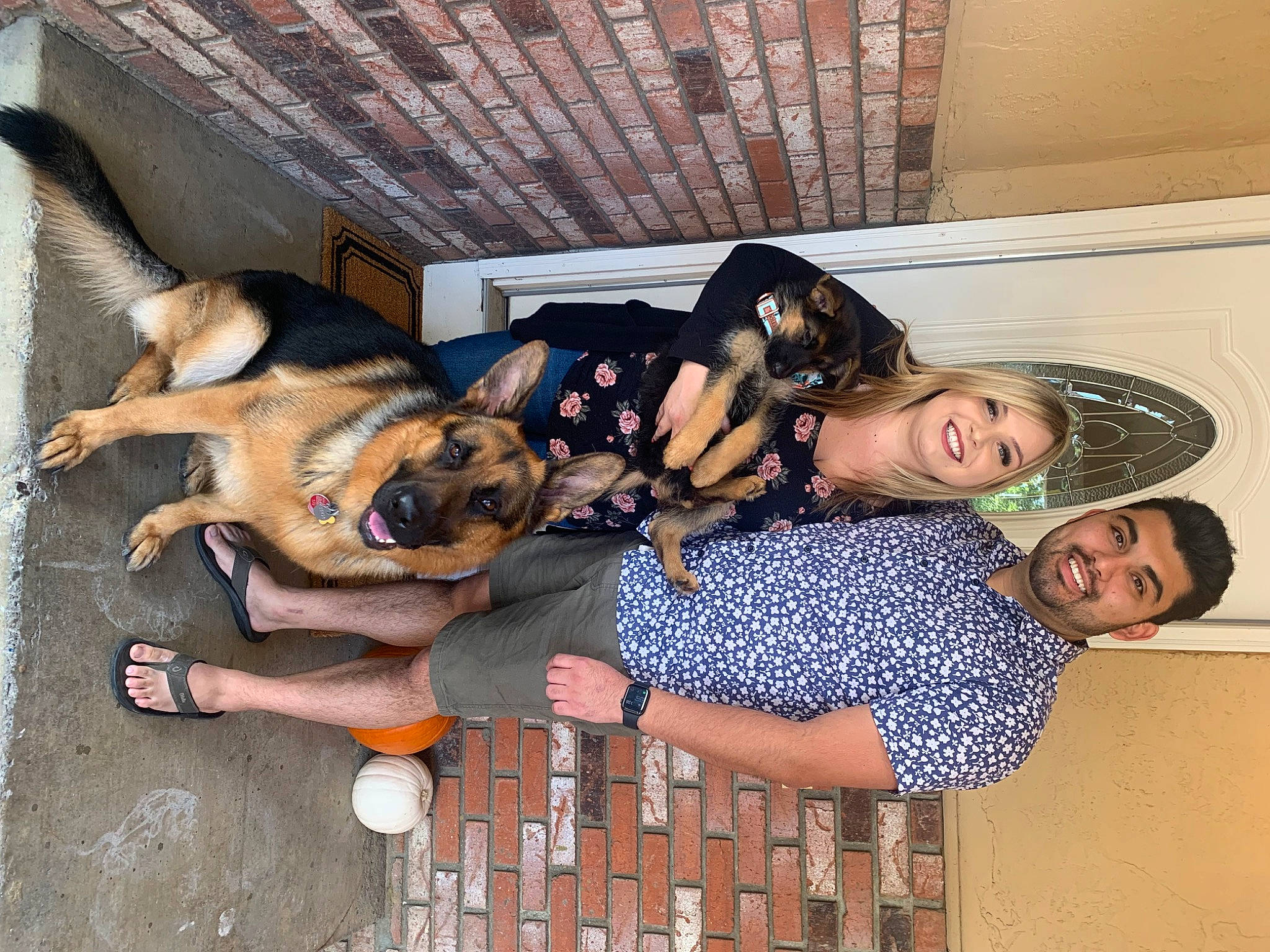 Jäger joined the competition — help win amazing prizes! canidae, carnivore, comfort, companion_dog, dog, dog_breed, eyewear, fawn, foot, fun, fur, happy, leisure, paw, sitting, smile, sunglasses, thigh, wood, working_dog