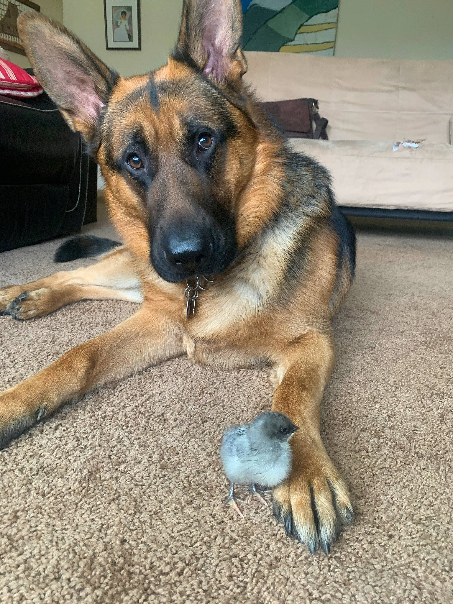 Jäger is registered to the contest to win money with this photo: belgian_shepherd_malinois, carnivore, companion_dog, dog, dog_breed, east_european_shepherd, fawn, fur, german_shepherd_dog, head, herding_dog, king_shepherd, old_german_shepherd_dog, snout, terrestrial_animal, working_dog