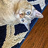 cat, blue_eyes, fur, whiskers, ear, rug, navy, cream, texture, wood_floor, pet, indoor, animal, close_up, relaxed, curious, lying_down, domestic_cat, floor, cozy
