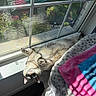 Kenzie joined the competition — help win amazing prizes! cat, windowsill, sunlight, upside_down, stretching, cozy, blanket, fur, indoor, relaxed, pet, home, shadow, colorful, window, resting, animal, daylight, comfortable, sleepy