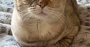 Kenzie is registered to the contest to win money with this photo: animal, blanket, cat, comfort, cozy, cute, domestic_animal, ears, eyes, feline, fur, indoor, mammal, pet, portrait, relaxed, resting, sleepy, soft, whiskers