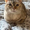 Kenzie is registered to the contest to win money with this photo: cat, animal, pet, feline, fur, whiskers, ears, eyes, blanket, soft, cozy, indoor, resting, cute, domestic_animal, mammal, sleepy, comfort, relaxed, portrait