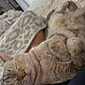 cat, sleeping, cozy, pet, fur, whiskers, relaxed, indoor, blanket, leopard_print, bed, resting, close_up, animal, cute, nap, feline, soft, warm, comfort
