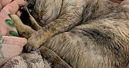 Kenzie joined the competition — help win amazing prizes! cat, sleeping, bed, blanket, pillow, cozy, fur, rest, animal, pet, cute, domestic, relaxing, soft, comfort, indoor, feline, warm, curled, peaceful