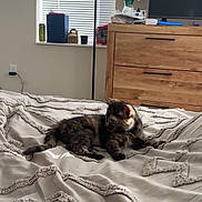 Coco Pebbles joined the competition — help win amazing prizes! cat, kitten, bed, blanket, bedspread, bedroom, dresser, tv, flowers, vase, window, blinds, sunlight, cozy, interior, furniture, pet, tortoiseshell, resting, soft_texture