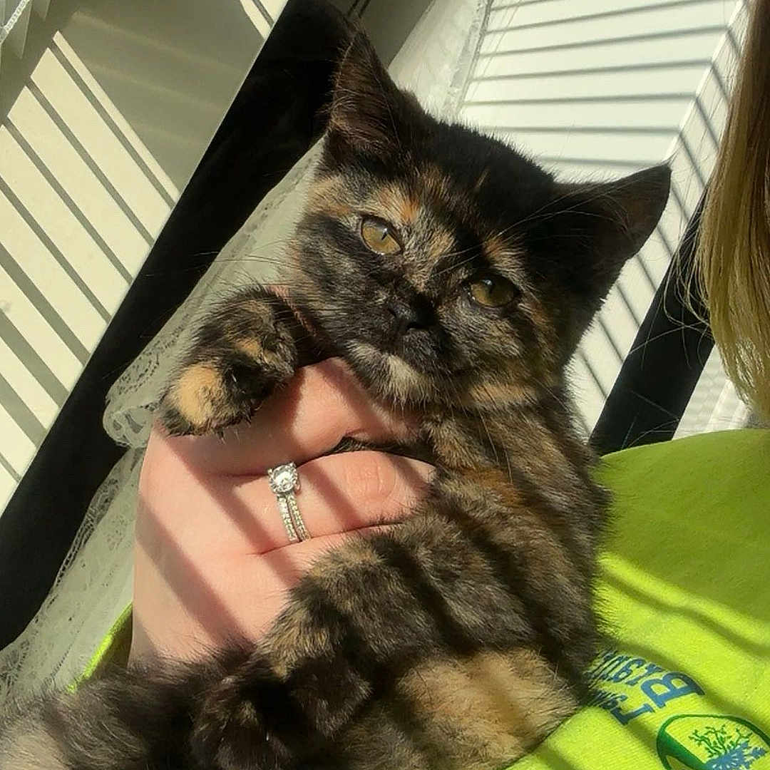 Coco Pebbles is registered to the contest to win money with this photo: cat, kitten, tortoiseshell_cat, pet, hand, ring, engagement_ring, window_blinds, sunlight, striped_shadows, green_shirt, indoor, portrait, whiskers, fur, cute, holding, close_up, human, shadow