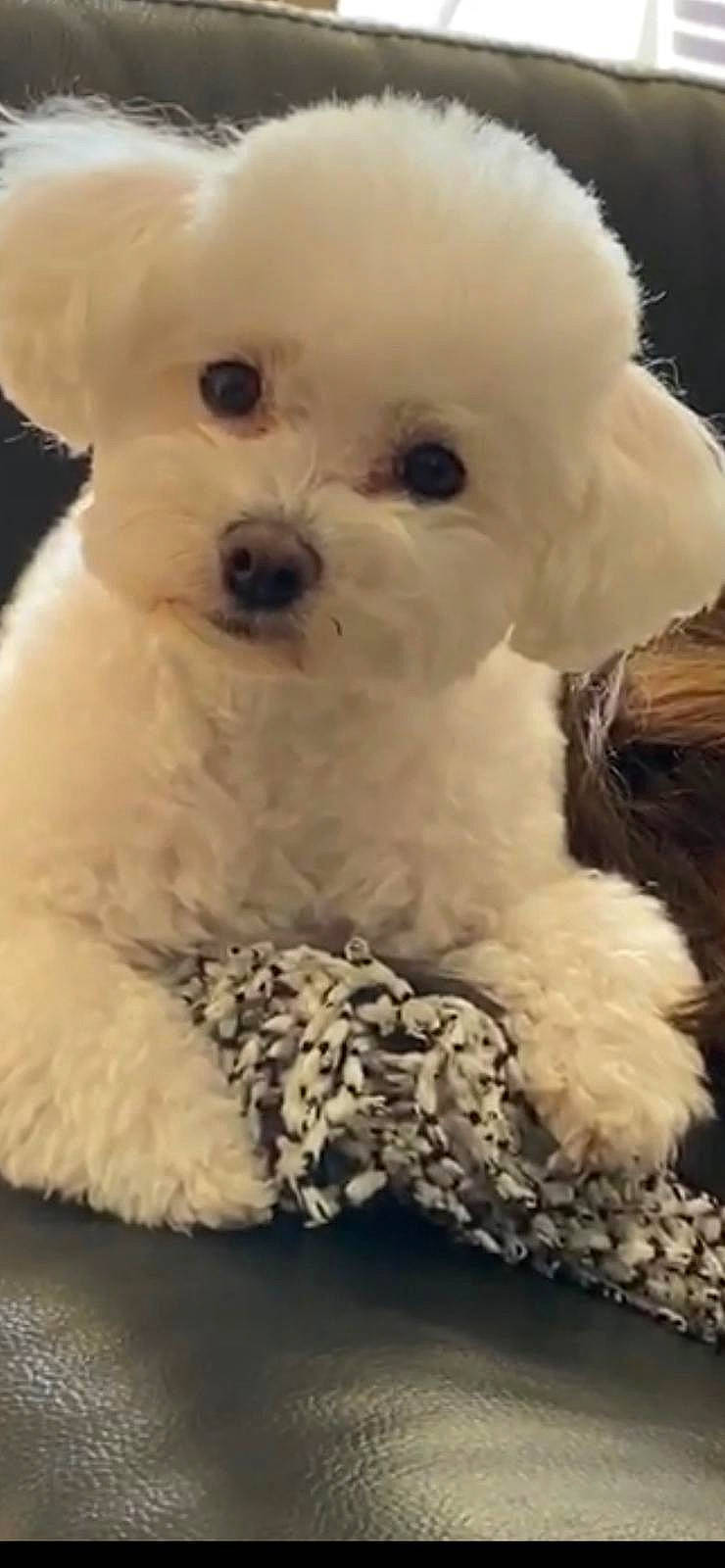 Minny a rejoint le concours — aidez-le/la à gagner de superbes lots ! bichon, bichon_frise, bolognese, bolonka, canidae, carnivore, companion_dog, dog, dog_breed, maltepoo, maltese, mammal, non_sporting_group, nose, puppy, puppy_love, stuffed_toy, toy_dog, toy_poodle, vertebrate