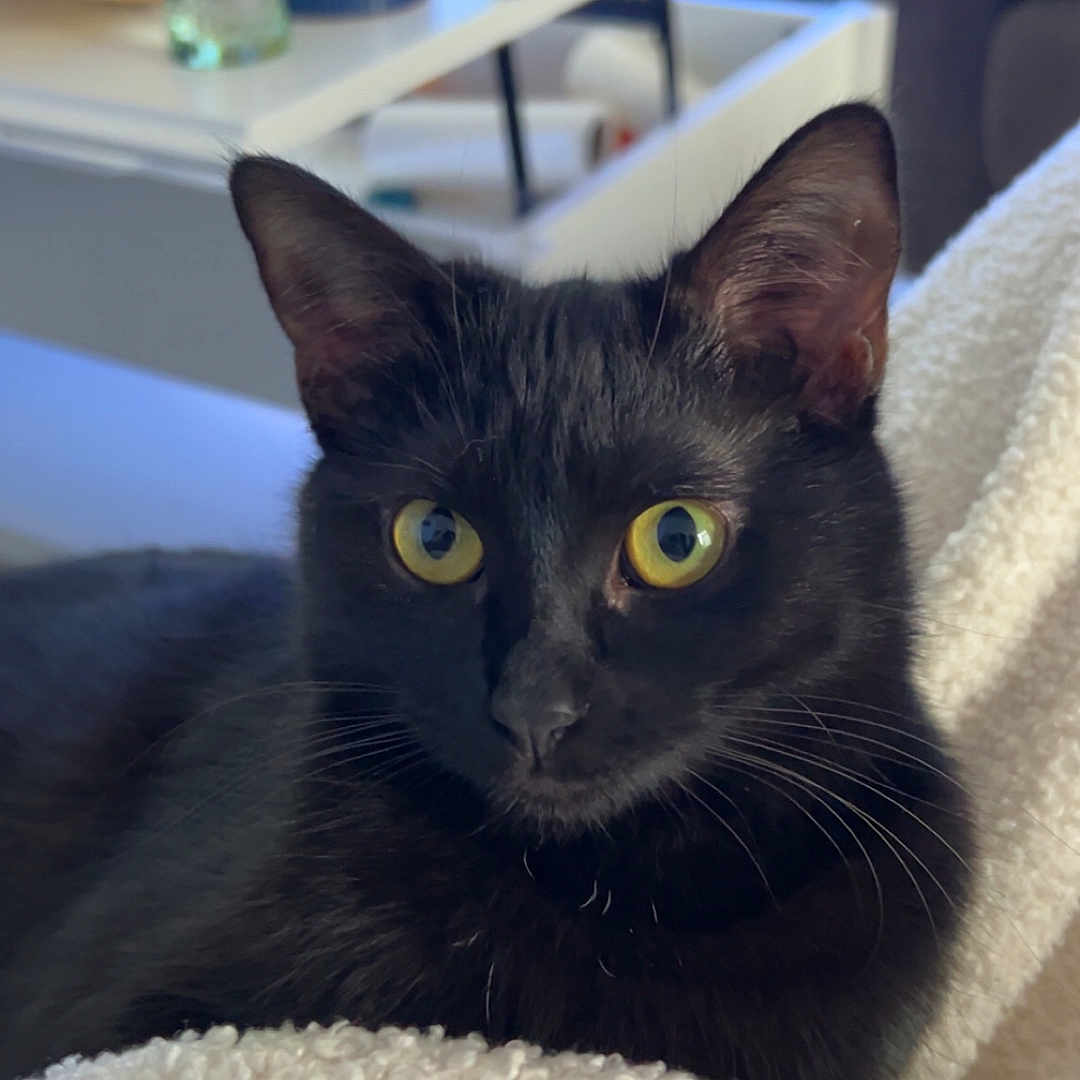 Mash a rejoint le concours — aidez-le/la à gagner de superbes lots ! animal, black_cat, blanket, cat, close_up, comfort, cozy, cute, domestic_animal, feline, fur, household, indoor, living_room, pet, relaxed, resting, soft_texture, whiskers, yellow_eyes