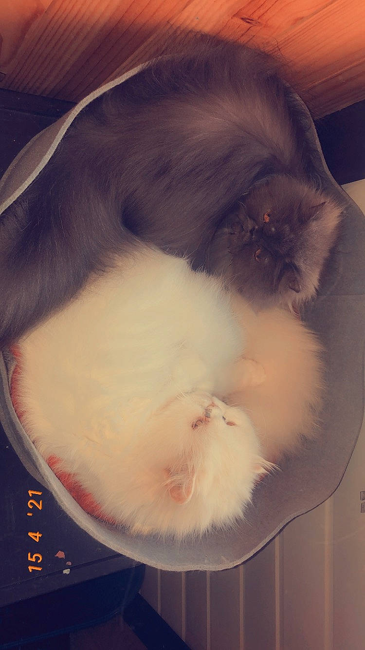 Mounette a rejoint le concours — aidez-le/la à gagner de superbes lots ! box, carnivore, cat, cat_supply, dog_breed, ear, eye, fawn, felidae, fur, head, human_body, organ, paw, pet_supply, small_to_medium_sized_cats, snout, tail, whiskers, white