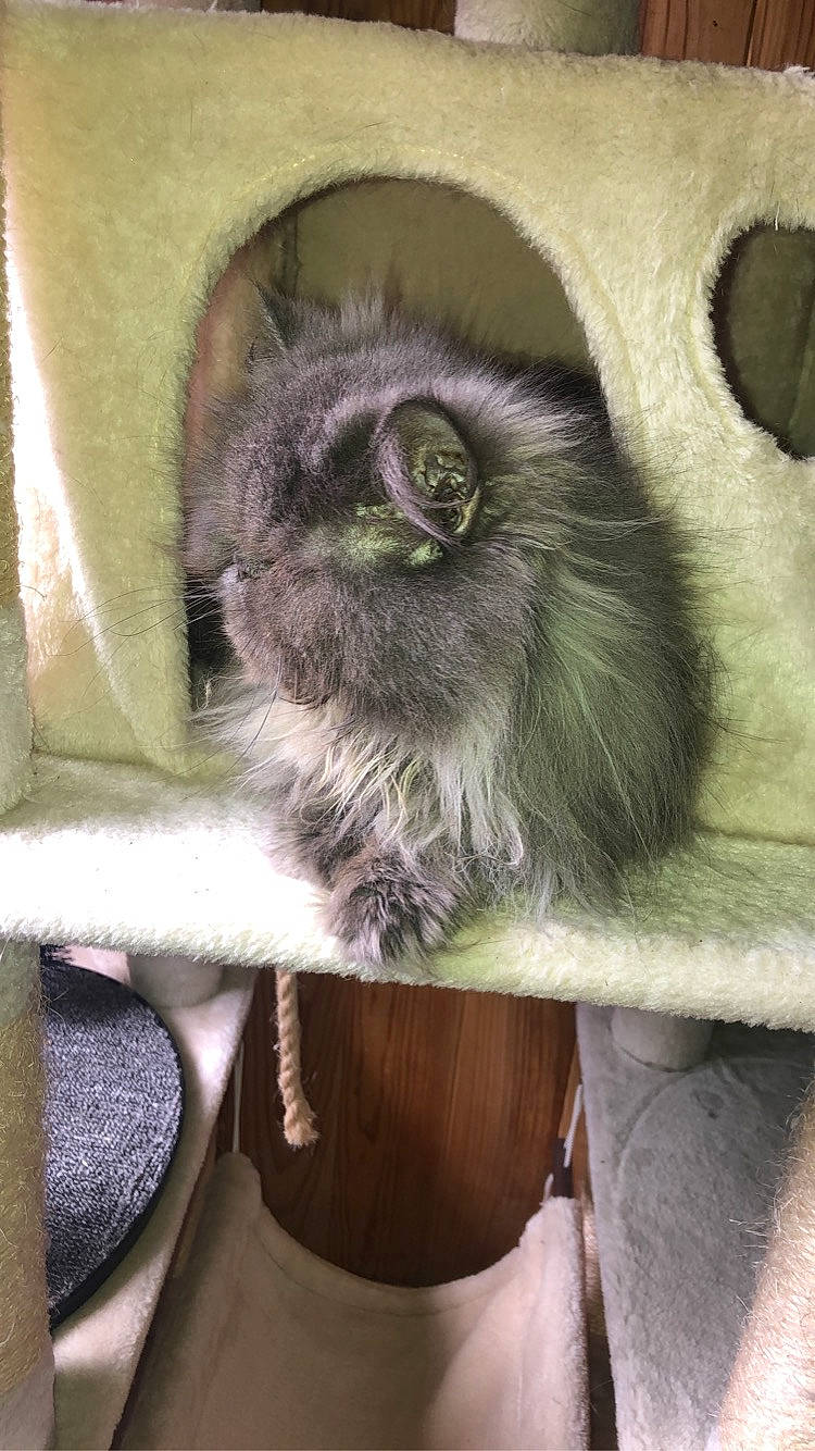 Mounette a rejoint le concours — aidez-le/la à gagner de superbes lots ! carnivore, cat, chair, claw, comfort, companion_dog, domestic_short_haired_cat, fawn, felidae, fur, grass, grey, mammal, siamese, small_to_medium_sized_cats, snout, tail, terrestrial_animal, vertebrate, whiskers