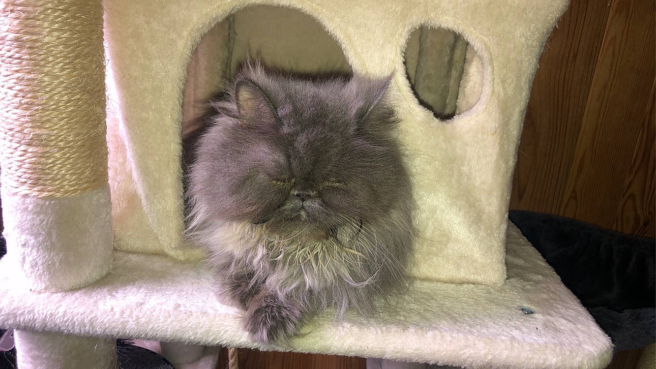 Mounette a rejoint le concours — aidez-le/la à gagner de superbes lots ! british_longhair, carnivore, cat, claw, comfort, domestic_short_haired_cat, fawn, felidae, fur, grey, ragdoll, small_to_medium_sized_cats, snout, tail, terrestrial_animal, whiskers