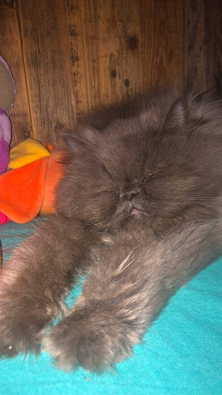 Mounette participe au concours pour gagner de l'argent avec cette photo : black_cat, carnivore, cat, claw, comfort, domestic_short_haired_cat, electric_blue, fawn, felidae, fur, hardwood, liver, nap, paw, small_to_medium_sized_cats, snout, tail, terrestrial_animal, whiskers, wood