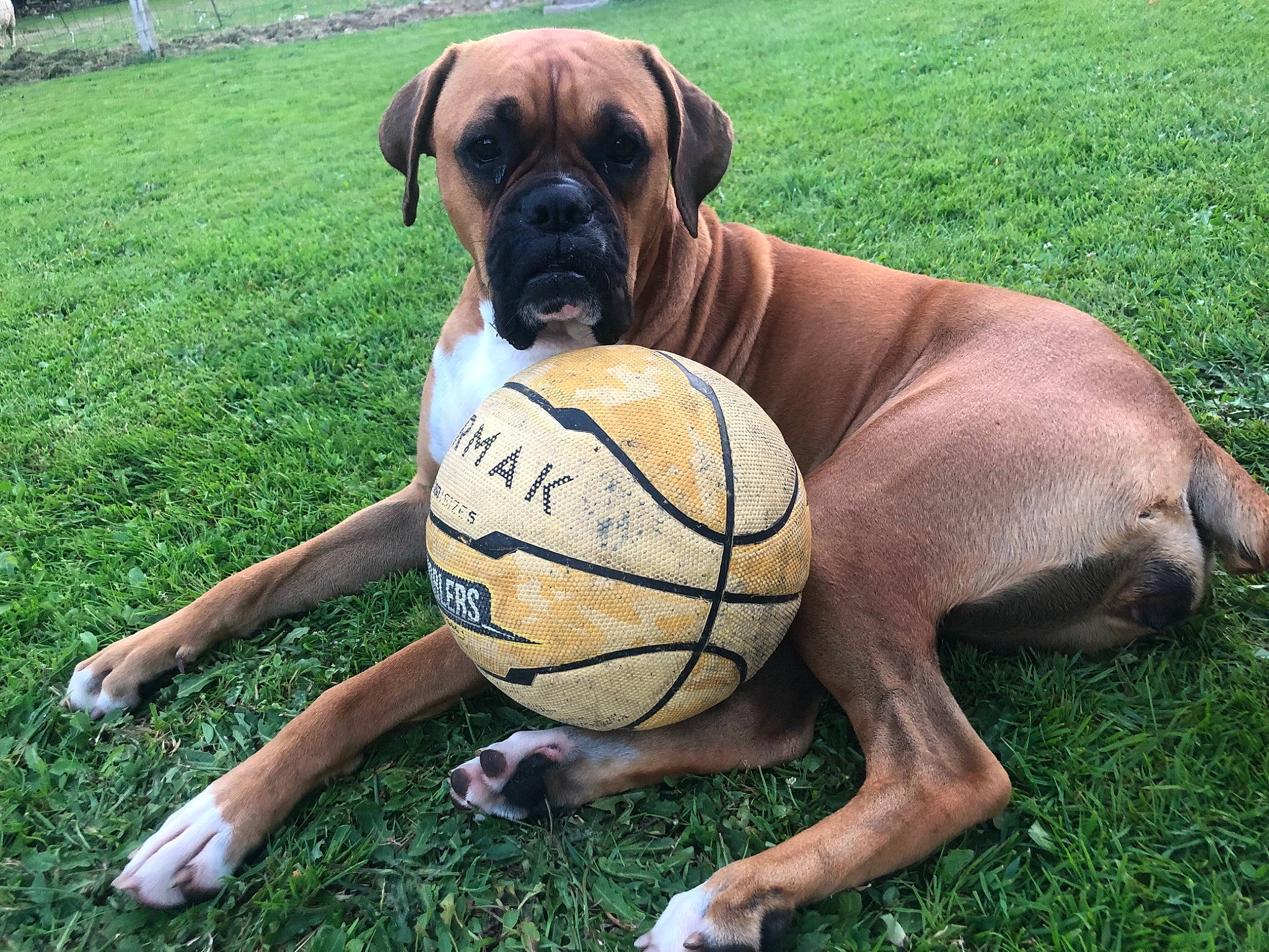 Pooky a rejoint le concours — aidez-le/la à gagner de superbes lots ! ball, ball_game, companion_dog, dog, dog_breed, football, grass, guard_dog, player, playing_sports, soccer_ball, sporting_group, sports, sports_equipment, sports_toy, team_sport, working_animal, working_dog