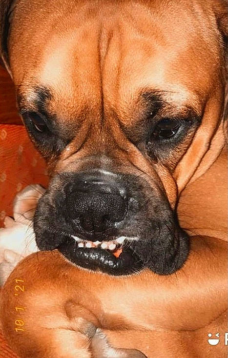 Pooky a rejoint le concours — aidez-le/la à gagner de superbes lots ! boxer, canidae, carnivore, collar, companion_dog, dog, dog_breed, fawn, giant_dog_breed, head, liver, mammal, molosser, snout, sporting_group, vertebrate, whiskers, working_animal, working_dog, wrinkle