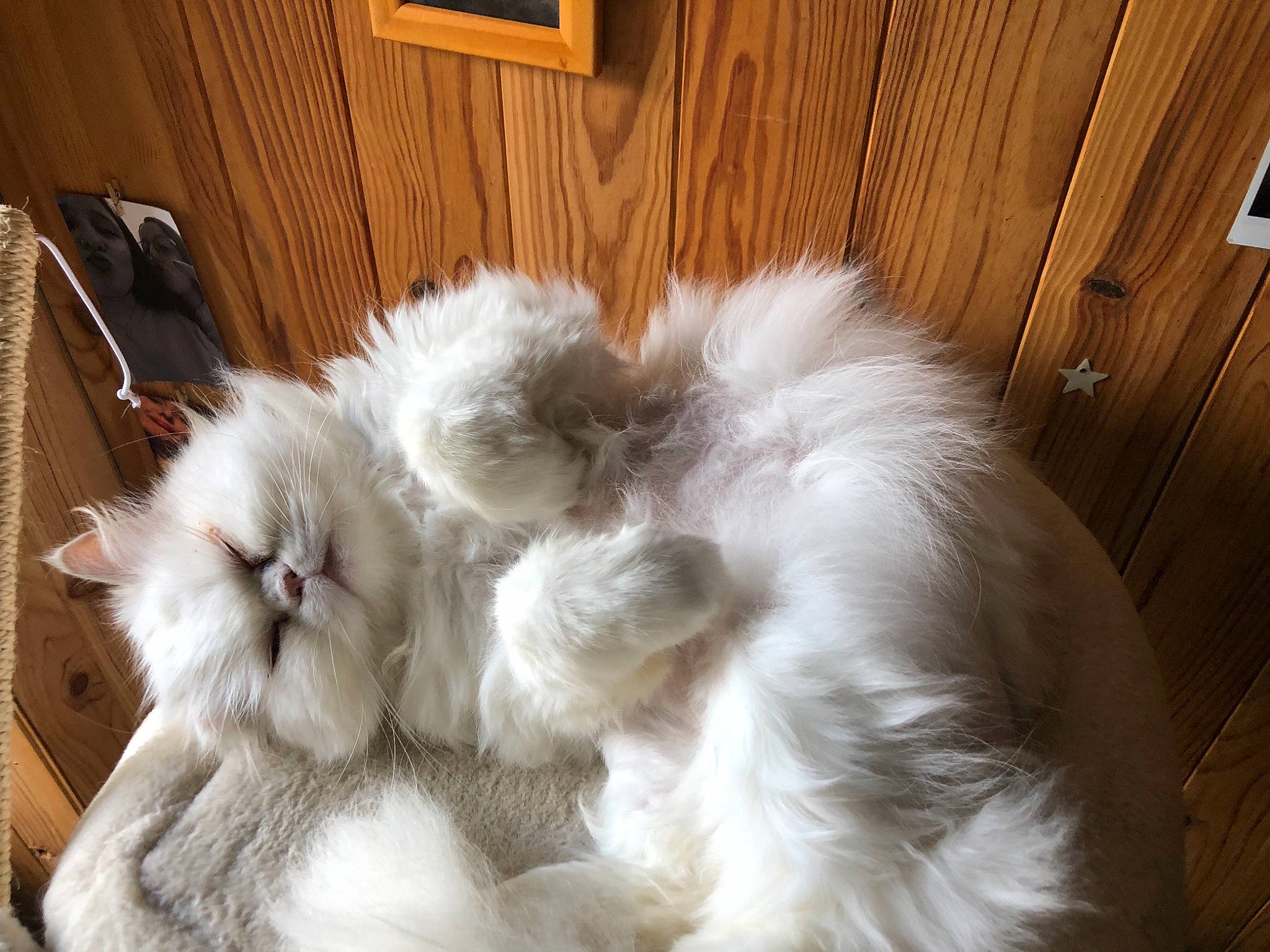 Titi a rejoint le concours — aidez-le/la à gagner de superbes lots ! british_longhair, carnivore, cat, claw, comfort, companion_dog, door, fawn, felidae, fur, hardwood, natural_material, paw, persian, ragdoll, small_to_medium_sized_cats, tail, whiskers, wood