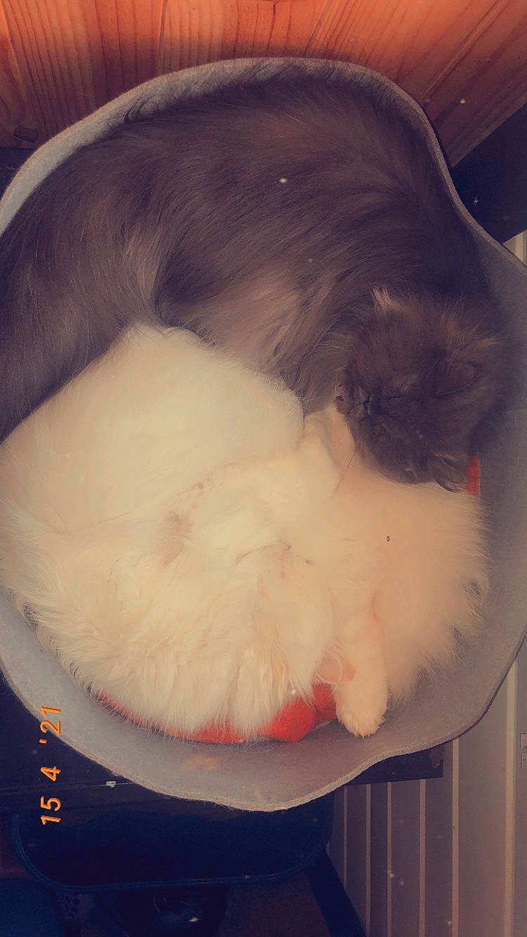 Titi a rejoint le concours — aidez-le/la à gagner de superbes lots ! canidae, carnivore, cat, cat_supply, claw, comfort, companion_dog, dog_breed, fawn, felidae, fur, nap, paw, pet_supply, sleep, small_to_medium_sized_cats, snout, sporting_group, tail, whiskers