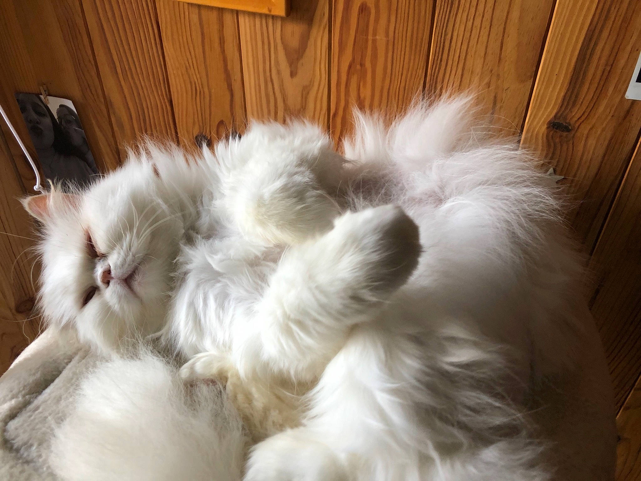 Titi participe au concours pour gagner de l'argent avec cette photo : british_longhair, carnivore, cat, claw, comfort, door, fawn, felidae, fur, hardwood, natural_material, paw, persian, ragdoll, small_to_medium_sized_cats, tail, terrestrial_animal, whiskers, wood