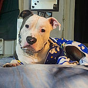 Champ joined the competition — help win amazing prizes! animal, bed, blue_outfit, canine, chain_collar, clothing, clouds, collar, curious, cute, dog, furniture, heart_stickers, indoor, mirror, pet, photographs, pitbull, resting, stars