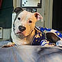 animal, bed, blue_outfit, canine, chain_collar, clothing, clouds, collar, curious, cute, dog, furniture, heart_stickers, indoor, mirror, pet, photographs, pitbull, resting, stars