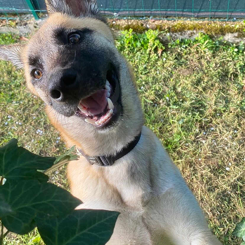 Sanka a rejoint le concours — aidez-le/la à gagner de superbes lots ! animal, canine, closeup, collar, dog, ears, fence, garden, grass, greenery, happy, head, leaves, nature, outdoor, pet, playful, smiling, sunlight, tongue