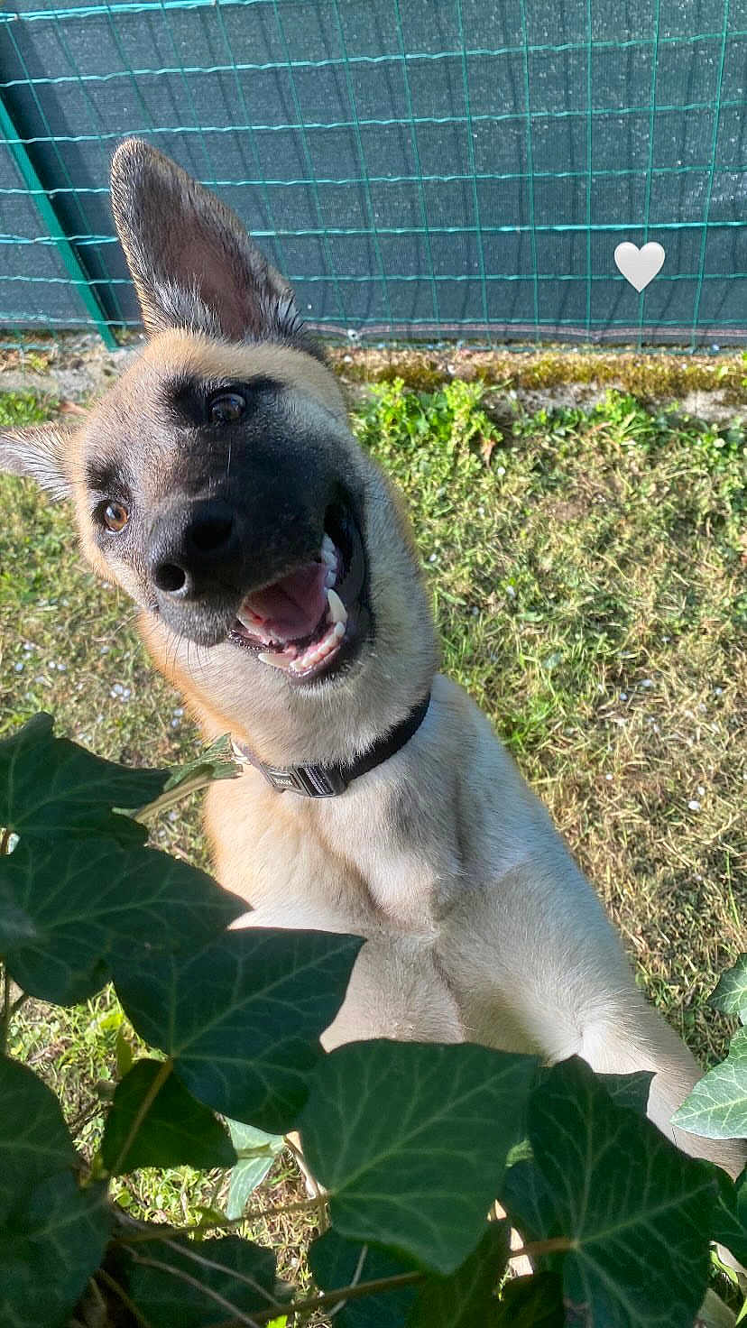 Sanka a rejoint le concours — aidez-le/la à gagner de superbes lots ! dog, happy, outdoor, grass, leaves, greenery, fence, collar, pet, canine, nature, sunlight, smiling, animal, closeup, head, ears, tongue, playful, garden