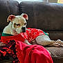 Artemis joined the competition — help win amazing prizes! dog, white_dog, brown_patch, sweater, red_sweater, snowflake_pattern, couch, leather_couch, red_blanket, tassels, window, natural_light, indoor, pet, resting, holiday, cozy, relaxed, animal, fur