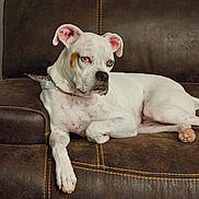 Artemis joined the competition — help win amazing prizes! dog, white_dog, blue_eyes, bandana, couch, leather_couch, indoor, pet, relaxed, seated, animal, mammal, companion, fur, ear, paw, resting, looking_away, home, domestic