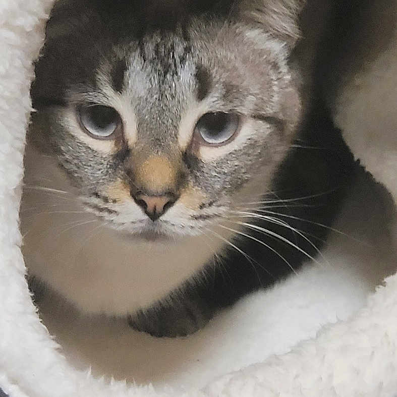 Rocky participe au concours pour gagner de l'argent avec cette photo : abyssinian, animal, blanket, cat, den, egyptiancat, envelope, face, greetingcard, head, homedecor, indoors, kitten, mail, manx, person, pet, photography, portrait, siamese