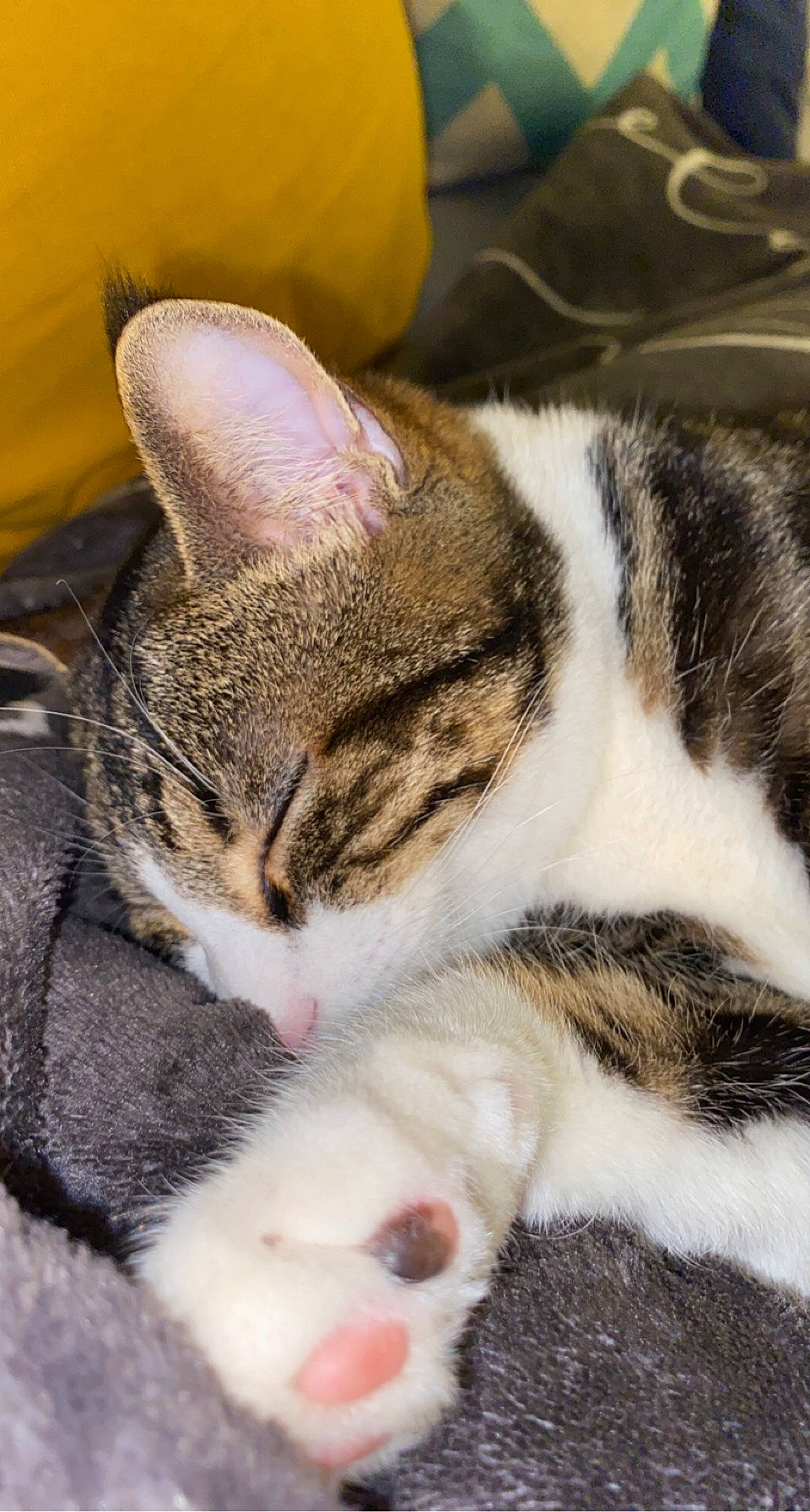 Mushu participe au concours pour gagner de l'argent avec cette photo : carnivore, cat, cat_supply, claw, comfort, domestic_short_haired_cat, eye, felidae, fur, grass, nap, paw, sleep, small_to_medium_sized_cats, snout, terrestrial_animal, whiskers, wildlife