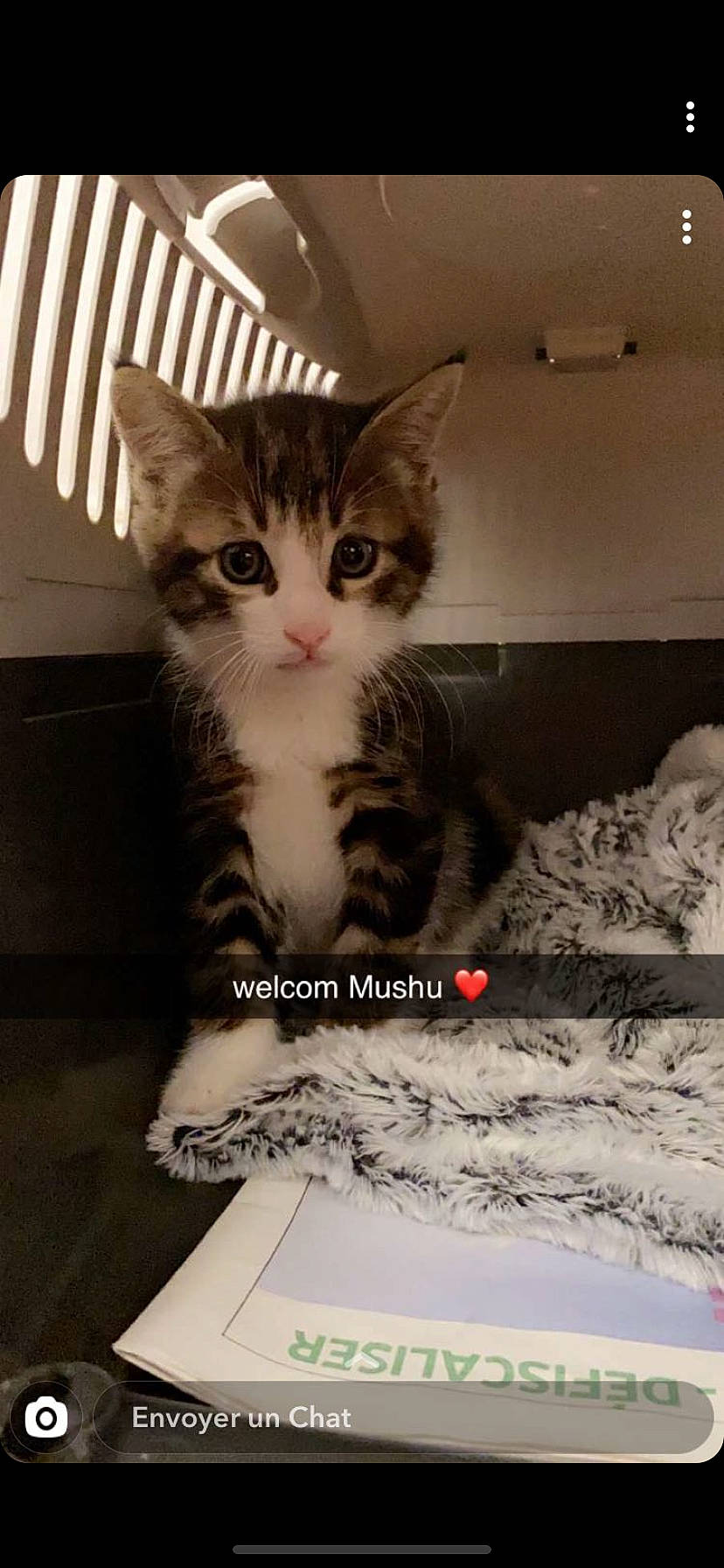 Mushu participe au concours pour gagner de l'argent avec cette photo : box, carnivore, cat, claw, comfort, domestic_short_haired_cat, felidae, fur, internet_meme, metal, paw, photo_caption, shelf, sitting, small_to_medium_sized_cats, snout, tail, whiskers, window