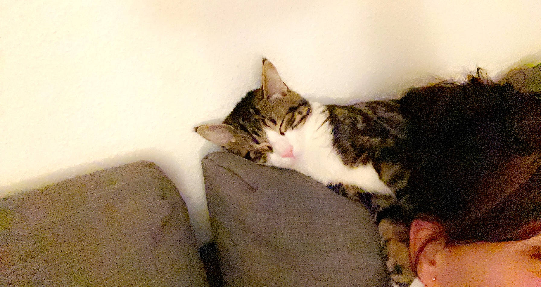 Mushu a rejoint le concours — aidez-le/la à gagner de superbes lots ! carnivore, cat, claw, comfort, domestic_short_haired_cat, ear, fawn, felidae, fur, nap, paw, sitting, sleep, small_to_medium_sized_cats, snout, tail, tree, whiskers, wood