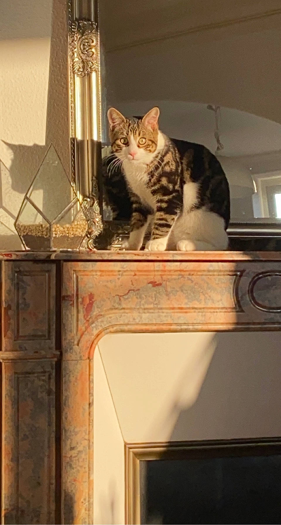 Mushu participe au concours pour gagner de l'argent avec cette photo : carnivore, cat, ceiling, domestic_short_haired_cat, door, felidae, fur, hardwood, house, kitchen, lighting, rectangle, room, small_to_medium_sized_cats, stairs, tail, whiskers, window, window_covering, wood